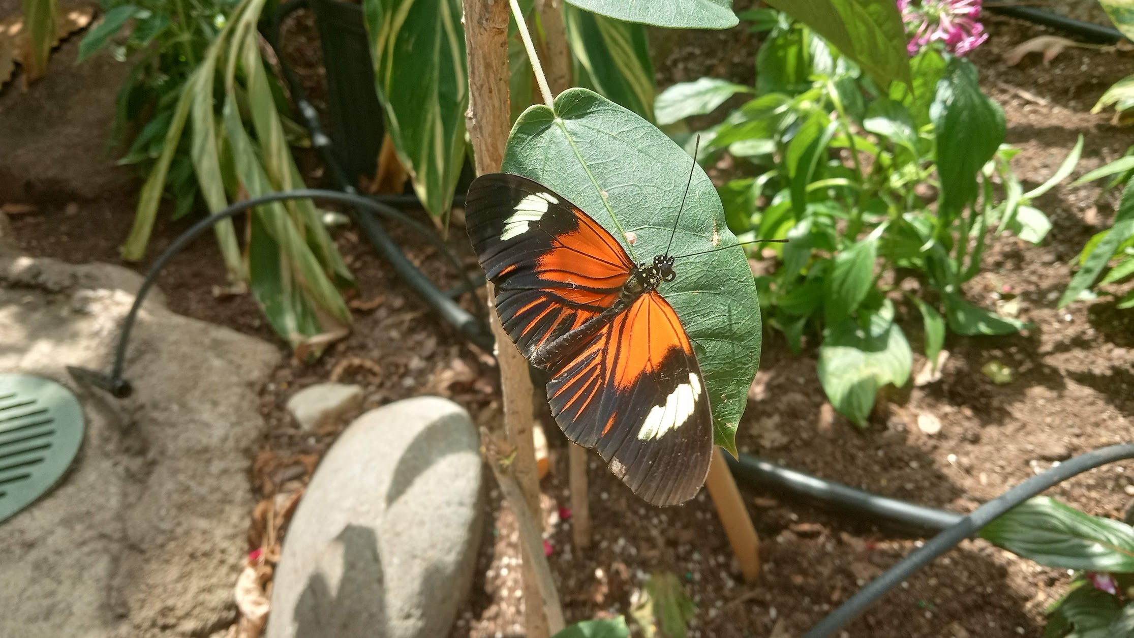 butterfly on leaf