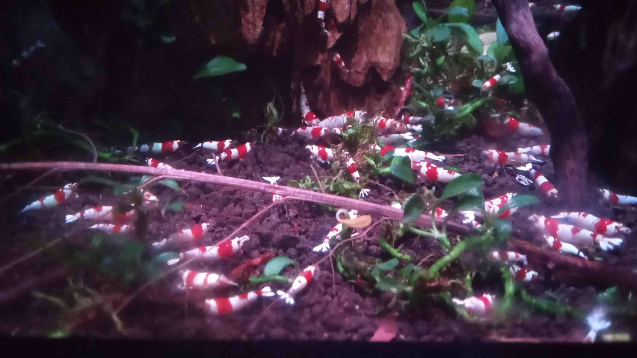 white and red shrimp